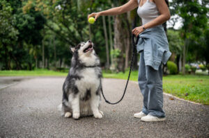 Dog Obedience